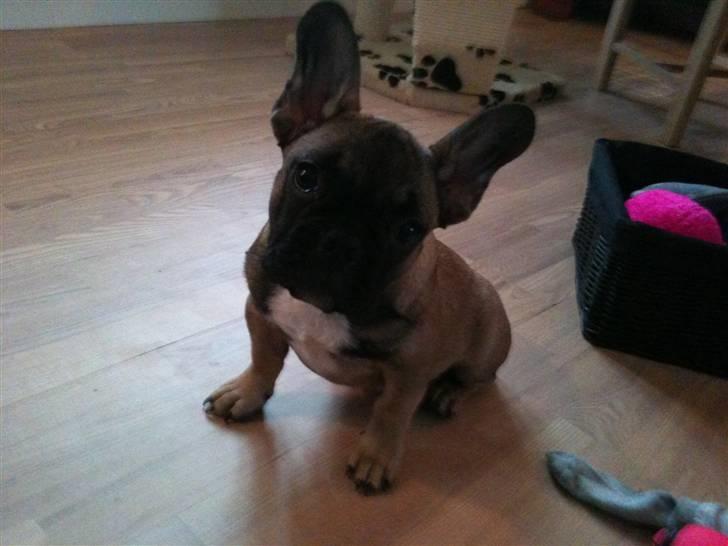 Fransk bulldog Nelly - er jeg ikke bare søøød billede 3