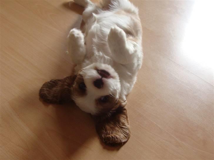 Cavalier king charles spaniel Cavanuggis Ally - lille bamse:D billede 2
