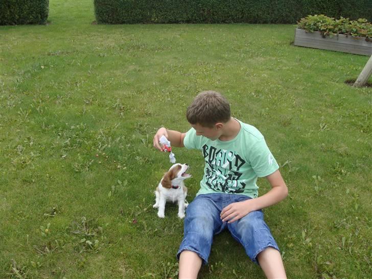 Cavalier king charles spaniel Cavanuggis Ally billede 3