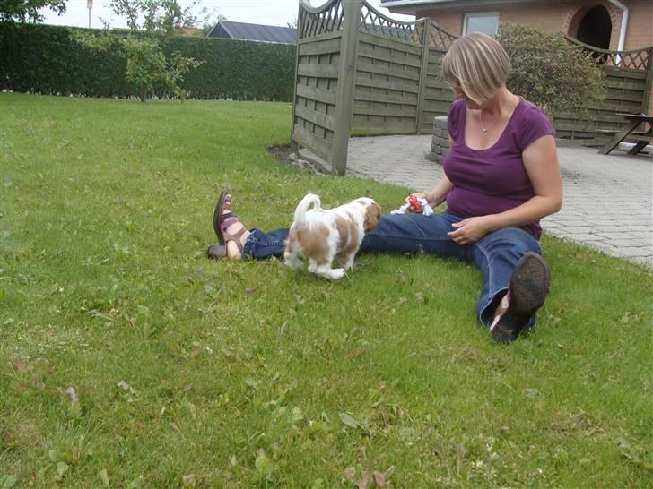 Cavalier king charles spaniel Cavanuggis Ally - jeg kommer nu moar:) billede 4