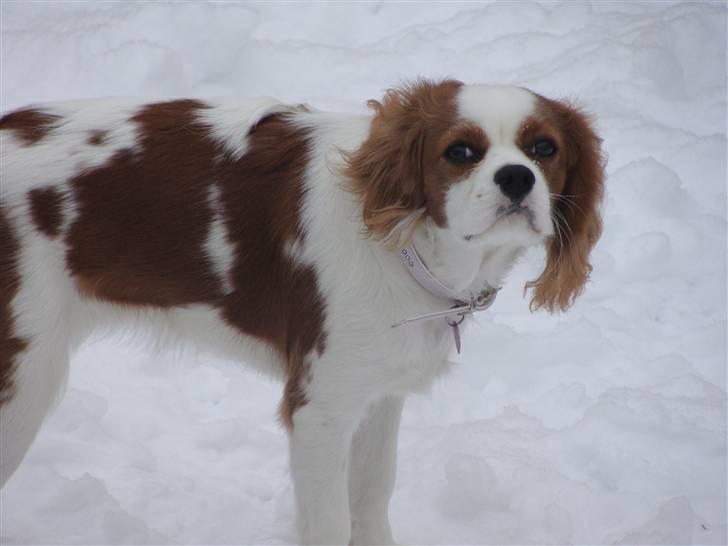 Cavalier king charles spaniel Cavanuggis Ally - nyder sneen billede 5