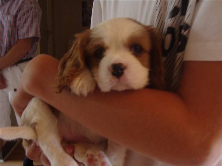 Cavalier king charles spaniel Cavanuggis Ally billede 6