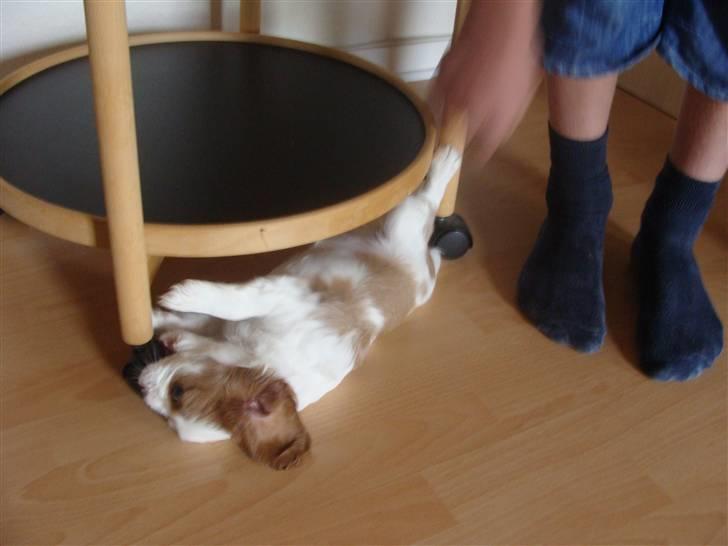 Cavalier king charles spaniel Cavanuggis Ally - da vi var ude og se hende;) billede 7