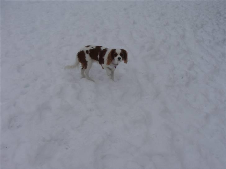 Cavalier king charles spaniel Cavanuggis Ally billede 8