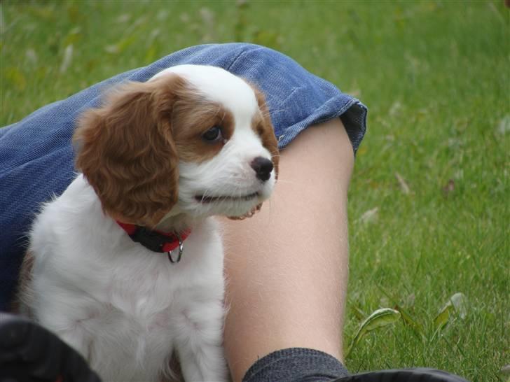 Cavalier king charles spaniel Cavanuggis Ally - Næsten lige ankommet til nyt hjem:) billede 9