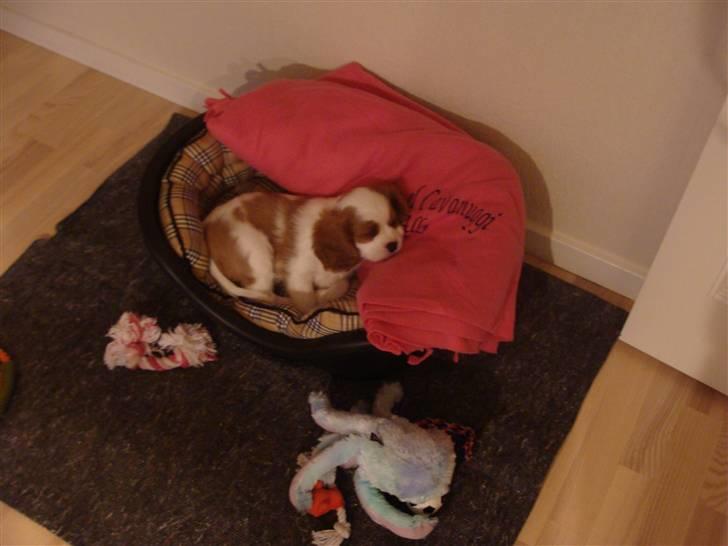Cavalier king charles spaniel Cavanuggis Ally billede 10
