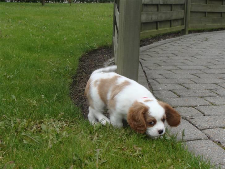 Cavalier king charles spaniel Cavanuggis Ally - Lille tykke prop:D billede 11