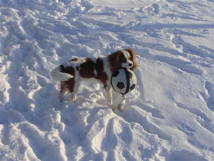 Cavalier king charles spaniel Cavanuggis Ally - Ude i sneen med hendes elskede bold:) billede 12