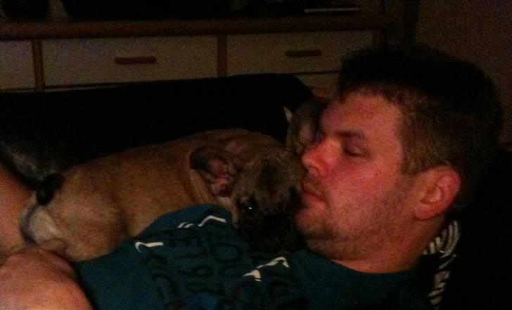 Fransk bulldog Nelly - elsker at ligge her billede 4