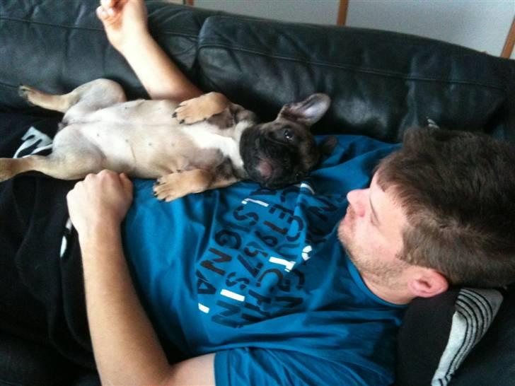 Fransk bulldog Nelly - hygger med far på sofaen :O) billede 5