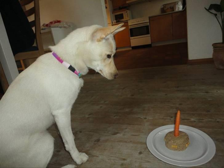 Blanding af racer Silke billede 16