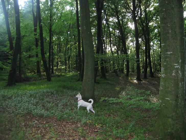 Blanding af racer Silke billede 17