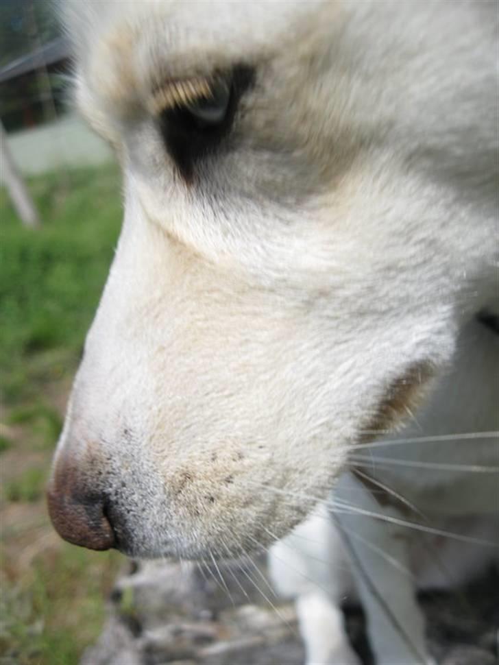 Blanding af racer Silke billede 18