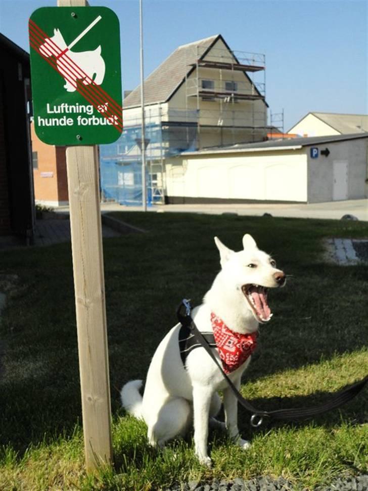 Blanding af racer Silke billede 19