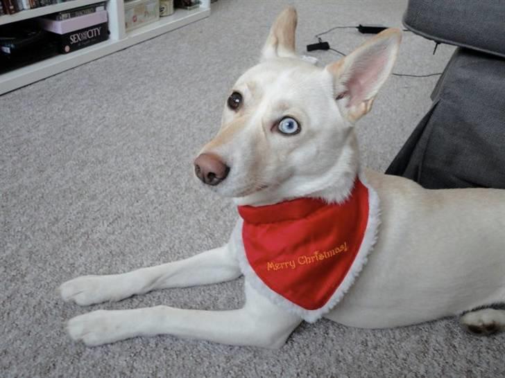 Blanding af racer Silke billede 20