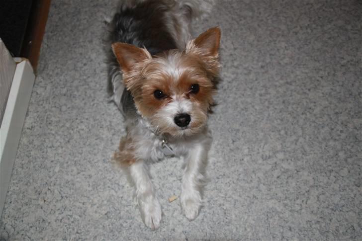 Biewer yorkshire terrier Lulu billede 10