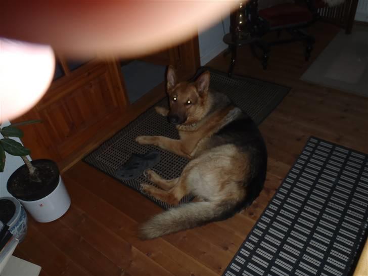 Schæferhund Rex billede 8