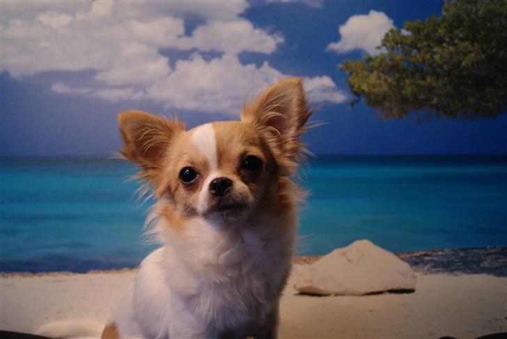 Chihuahua Frida  billede 1