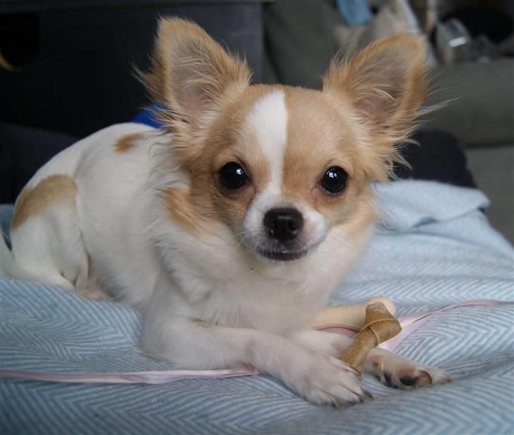 Chihuahua Frida  billede 2