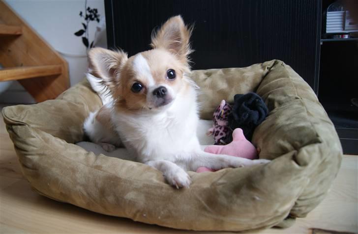 Chihuahua Frida  billede 3