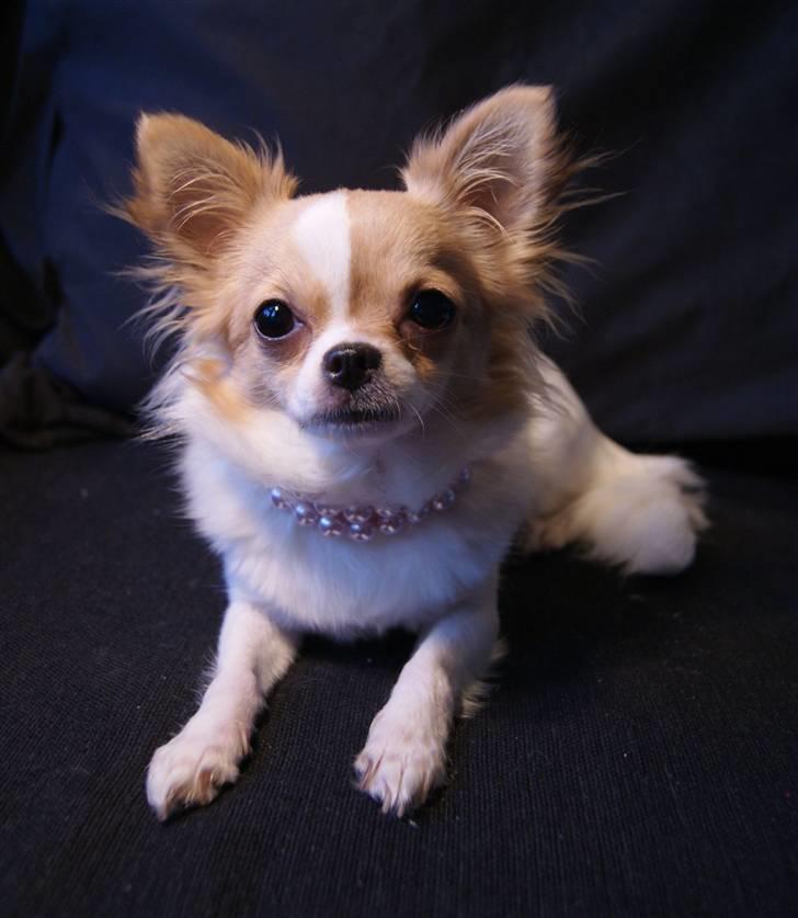 Chihuahua Frida  billede 4