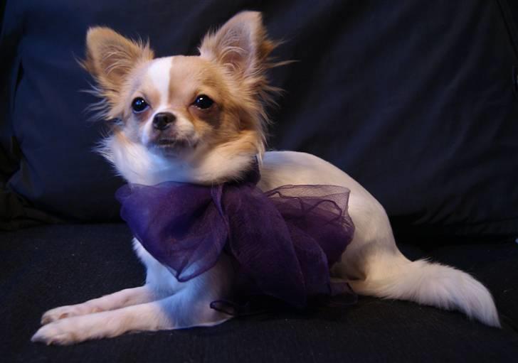 Chihuahua Frida  billede 5