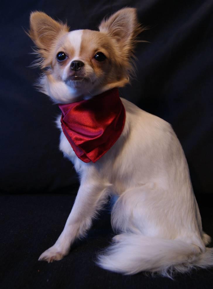 Chihuahua Frida  billede 6