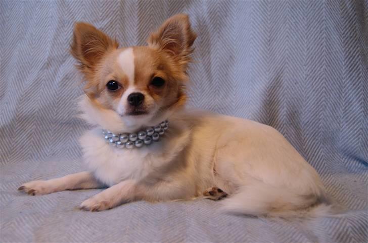 Chihuahua Frida  billede 7