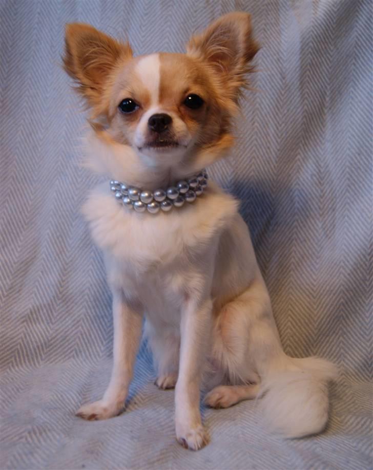 Chihuahua Frida  billede 8