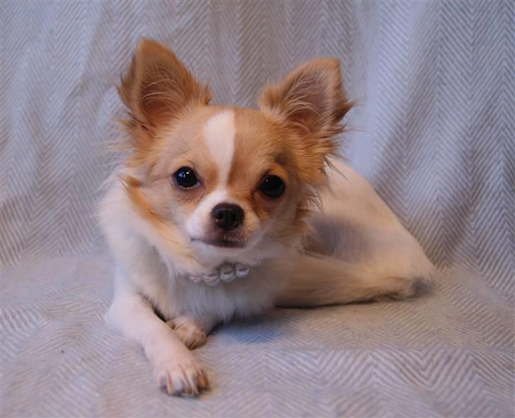 Chihuahua Frida  billede 9