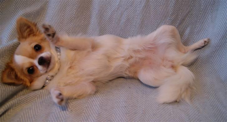 Chihuahua Frida  billede 10