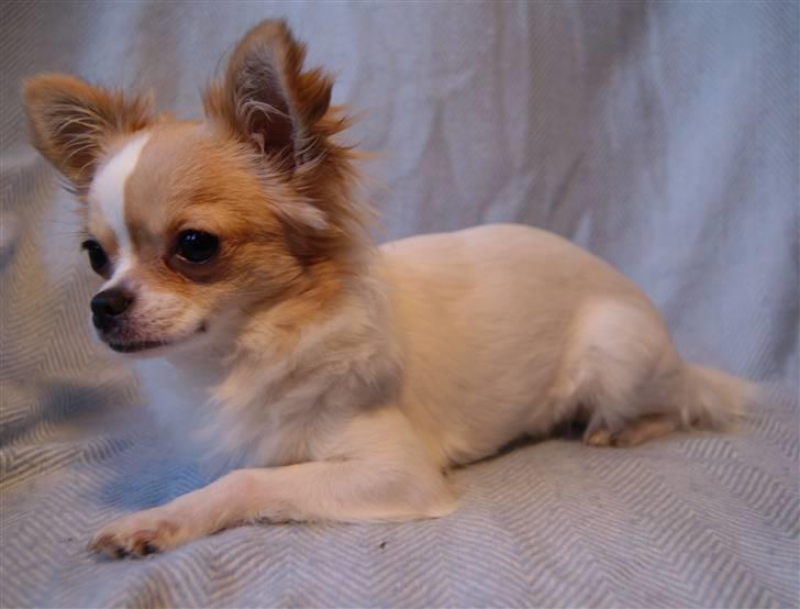 Chihuahua Frida  billede 11