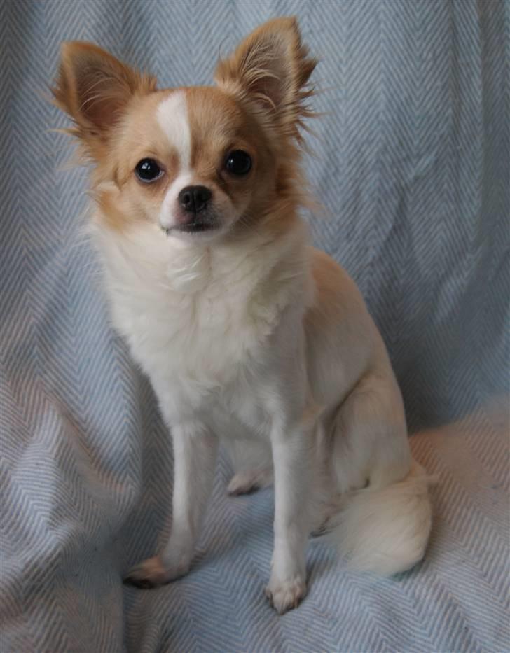 Chihuahua Frida  billede 12