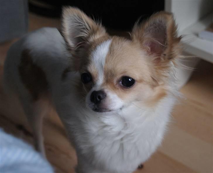 Chihuahua Frida  billede 13