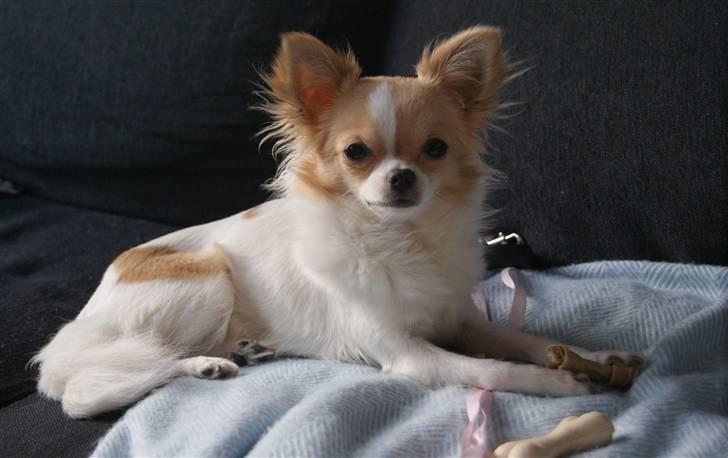 Chihuahua Frida  billede 14