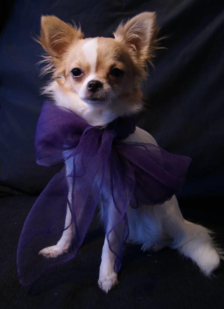 Chihuahua Frida  billede 15