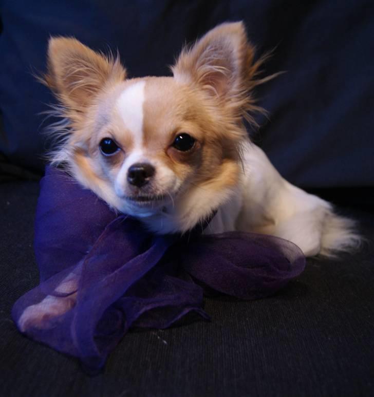 Chihuahua Frida  billede 16