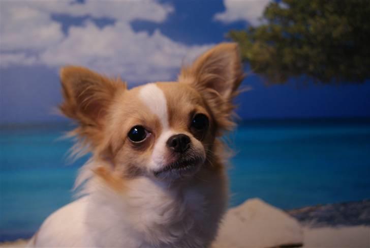 Chihuahua Frida  billede 17