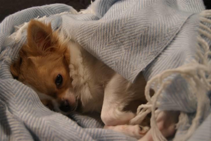 Chihuahua Frida  billede 18