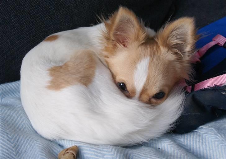 Chihuahua Frida  billede 19