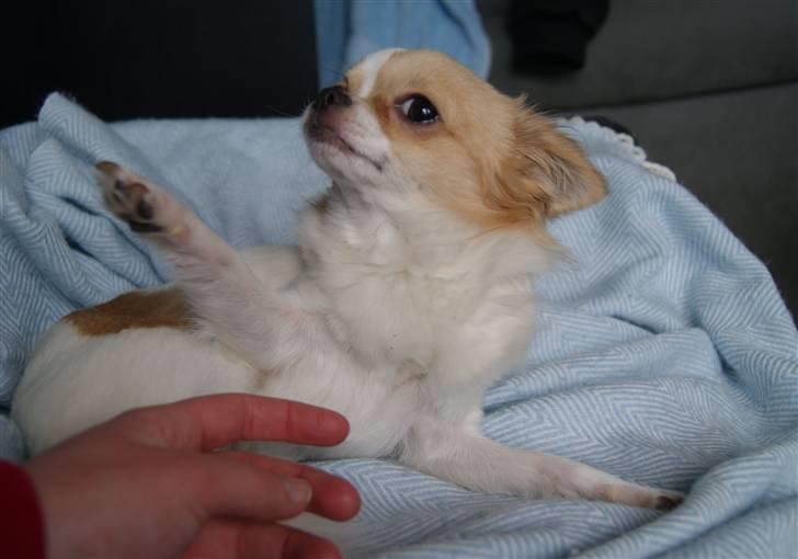 Chihuahua Frida  - Sådan ser Frida ud når hun RIGTIG gerne vil nusses på maven  billede 20