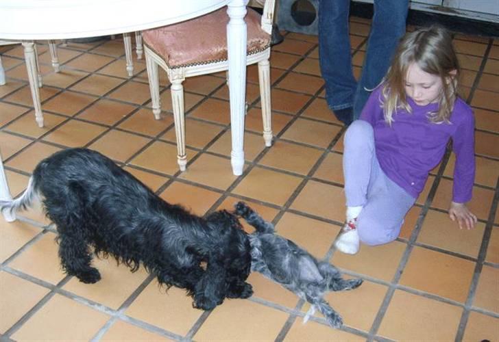 Cocker spaniel Lovely Cocker Vanja - Vanja med sin mor. Maja kigger på. Hos Kennel Lovely Cocker billede 3