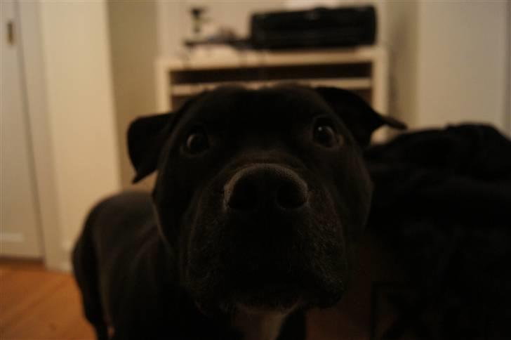 Staffordshire bull terrier *victor* HVIL I FRED<3 billede 1