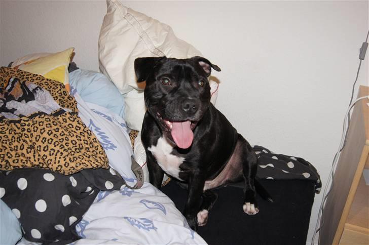 Staffordshire bull terrier *victor* HVIL I FRED<3 billede 2