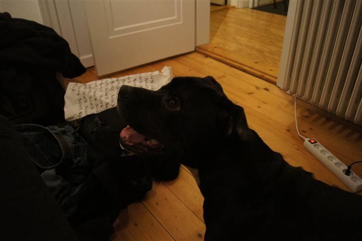 Staffordshire bull terrier *victor* HVIL I FRED<3 billede 3