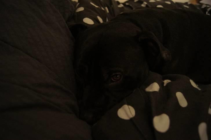 Staffordshire bull terrier *victor* HVIL I FRED<3 billede 4