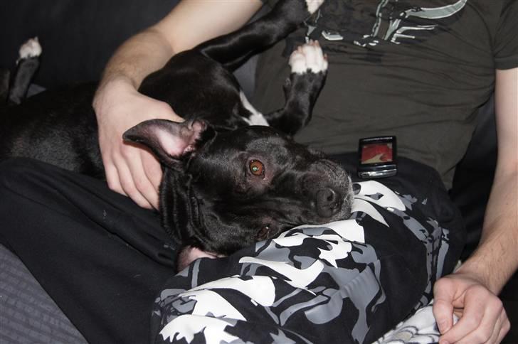 Staffordshire bull terrier *victor* HVIL I FRED<3 billede 5
