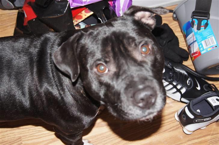 Staffordshire bull terrier *victor* HVIL I FRED<3 billede 6