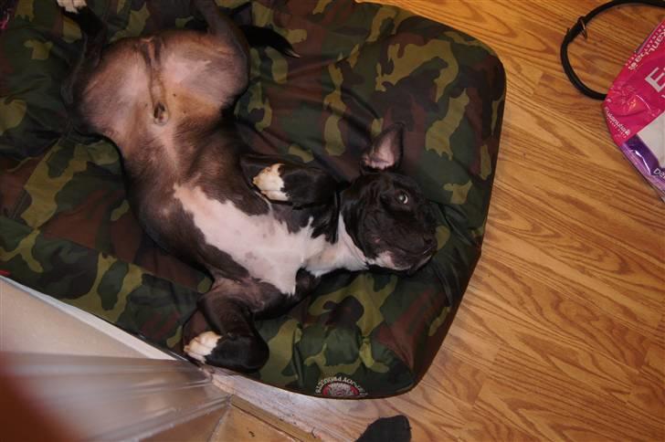 Staffordshire bull terrier *victor* HVIL I FRED<3 billede 7