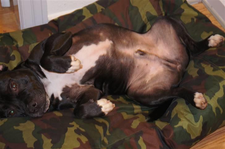 Staffordshire bull terrier *victor* HVIL I FRED<3 billede 8